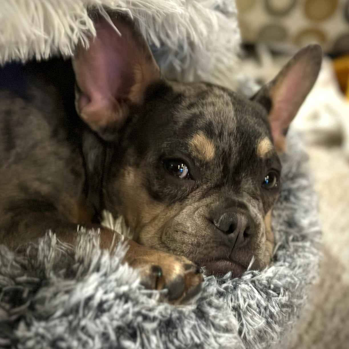 Furry Buddy™ Snuggle Cave